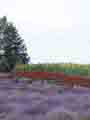 lavender03.jpg